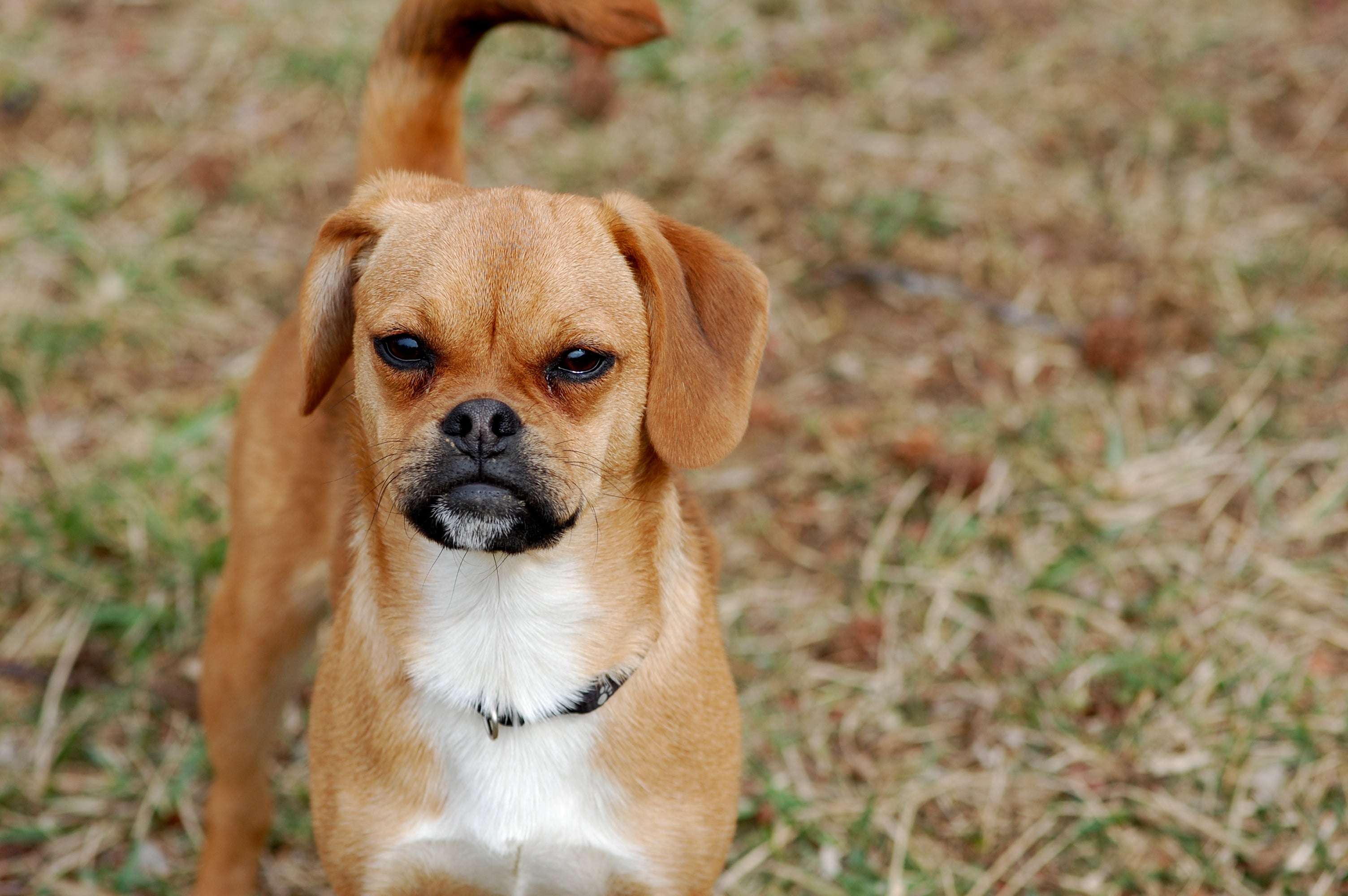close up of puggle dog breed standing in the grass